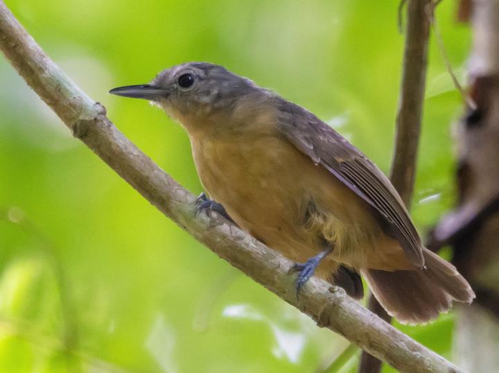 White-flanked Antwren
