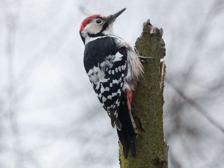 White-backed Woodpecker