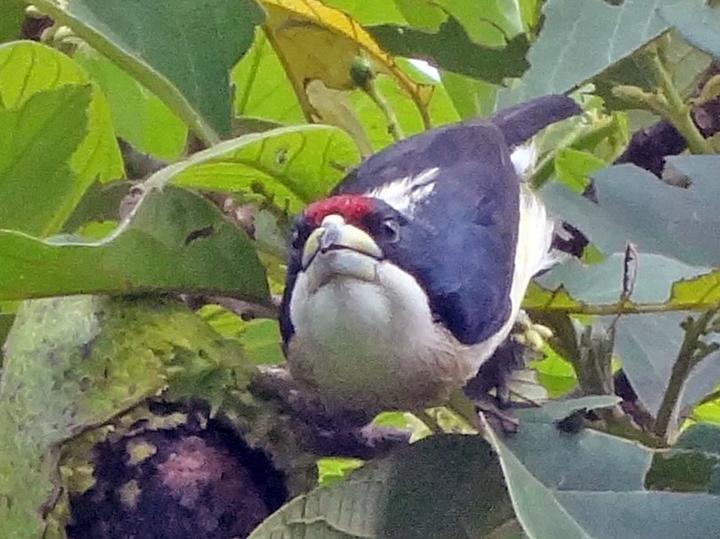 White-mantled Barbet