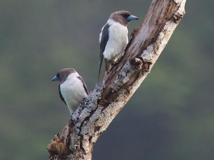 Ivory-backed Woodswallow