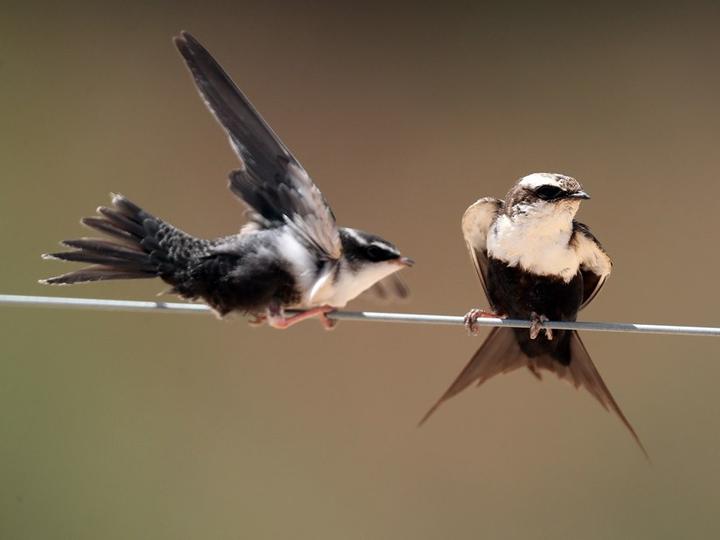 White-backed Swallow