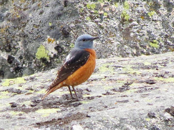 Common Rock Thrush