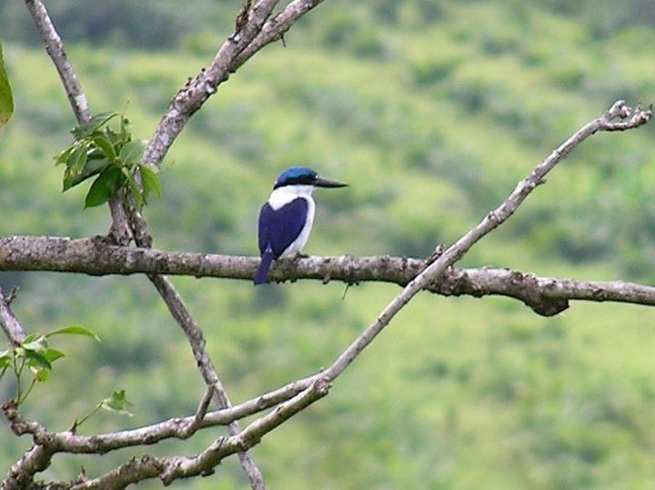 White-mantled Kingfisher