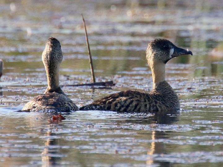 White-backed Duck