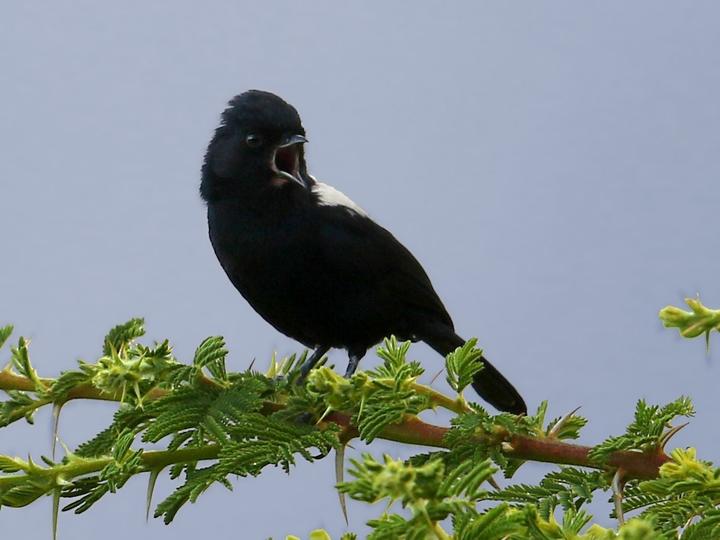 White-backed Black Tit