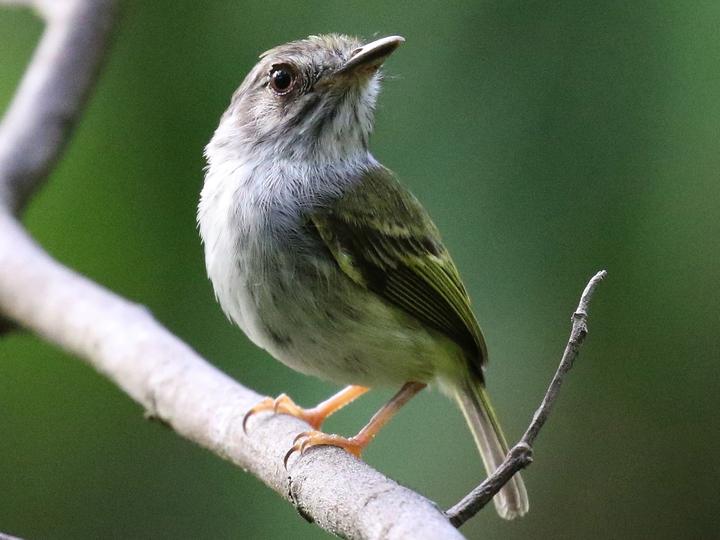 White-bellied Pygmy Tyrant