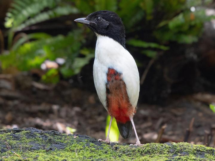 Ivory-breasted Pitta