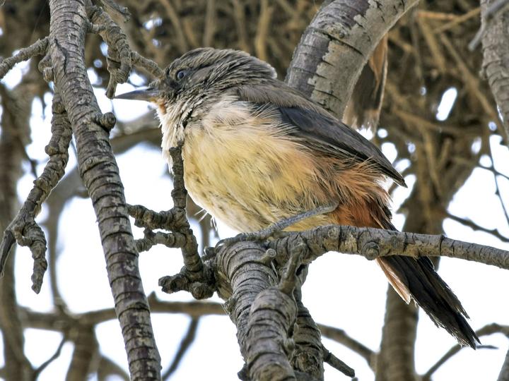 Rusty-vented Canastero