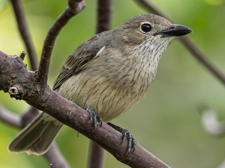 White-breasted Whistler
