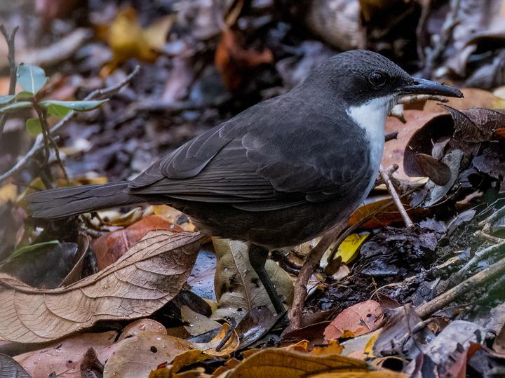 Martinique Thrasher