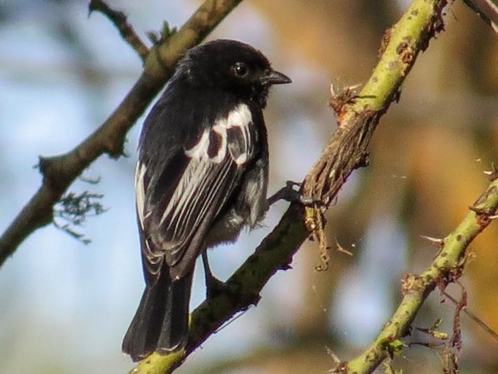 White-bellied Tit