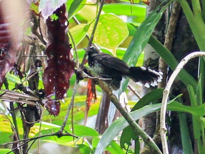 White-bellied Thicket Fantail