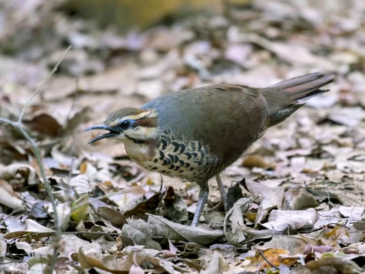 White-breasted Mesite