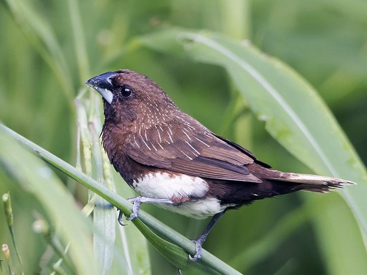 White-bellied Munia