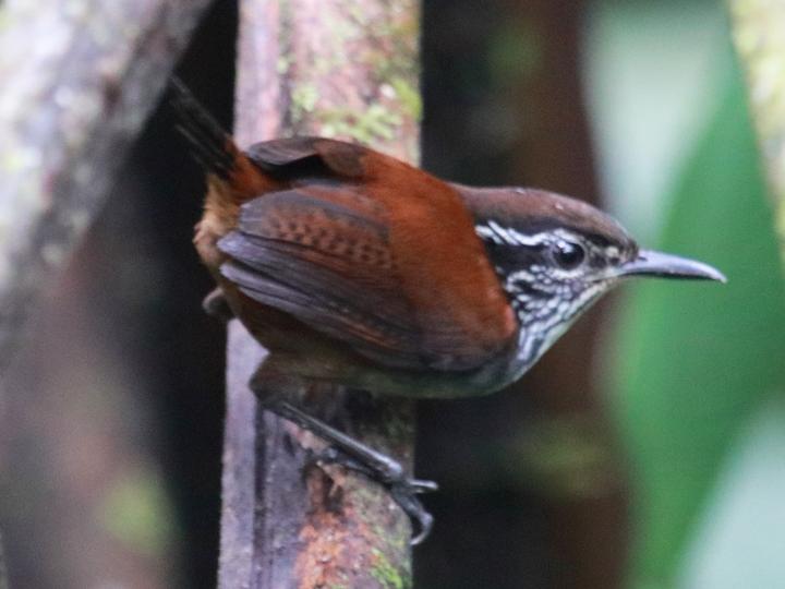 White-breasted Wood Wren
