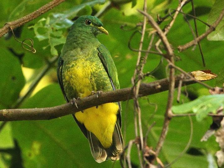 White-bibbed Fruit Dove