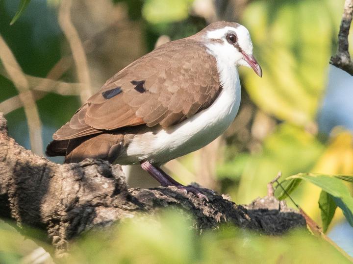 Tambourine Dove