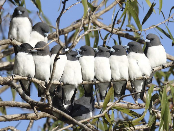 White-breasted Woodswallow