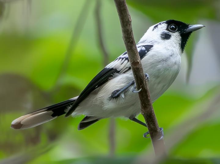 Mussau Monarch