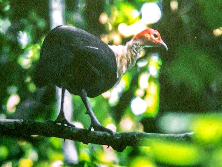 White-breasted Guineafowl