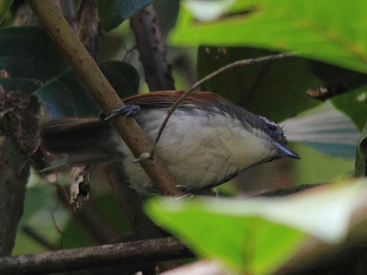 White-breasted Babbler