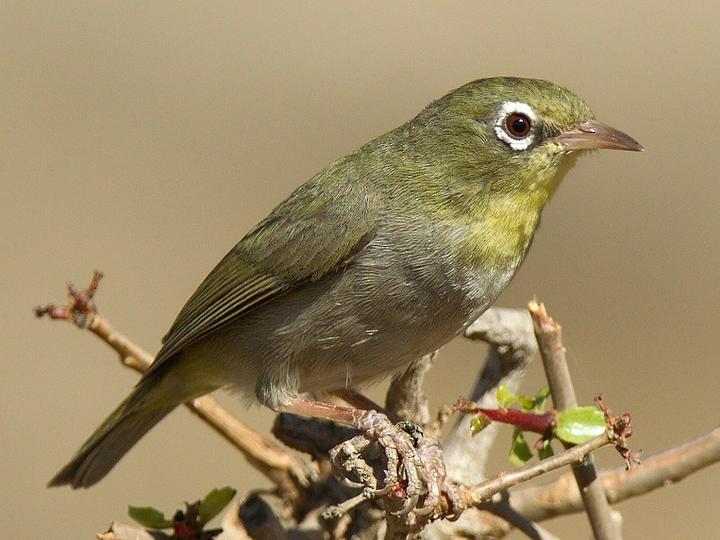 Abyssinian White-eye