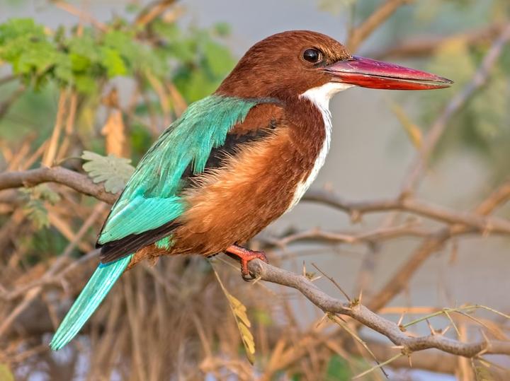 White-throated Kingfisher