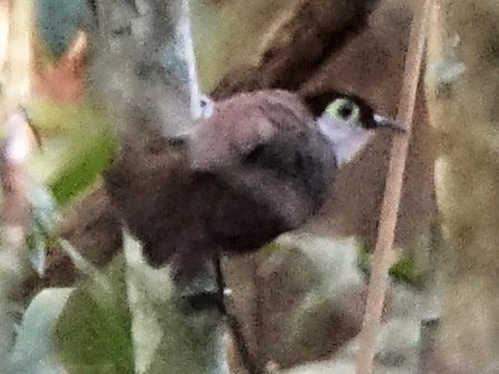 White-breasted Antbird