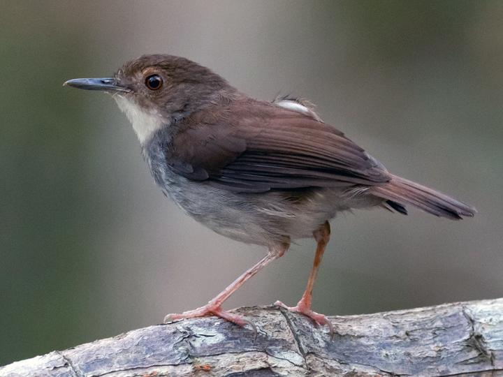 Malayan Swamp Babbler