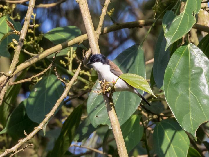 White-breasted Nigrita
