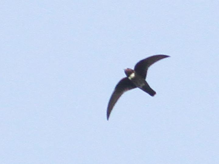White-chested Swift
