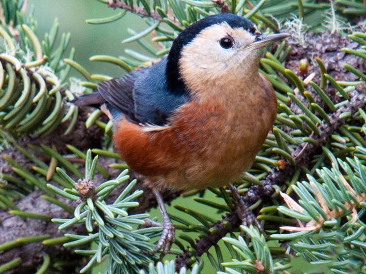 Przevalski's Nuthatch