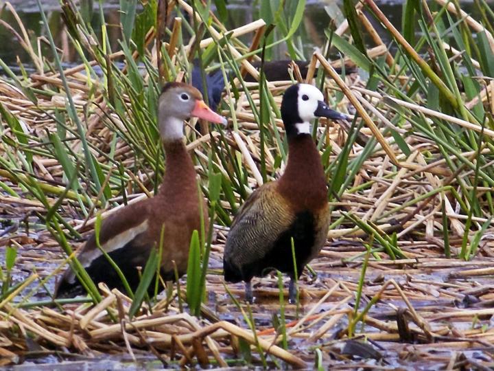 White-faced Whistling Duck