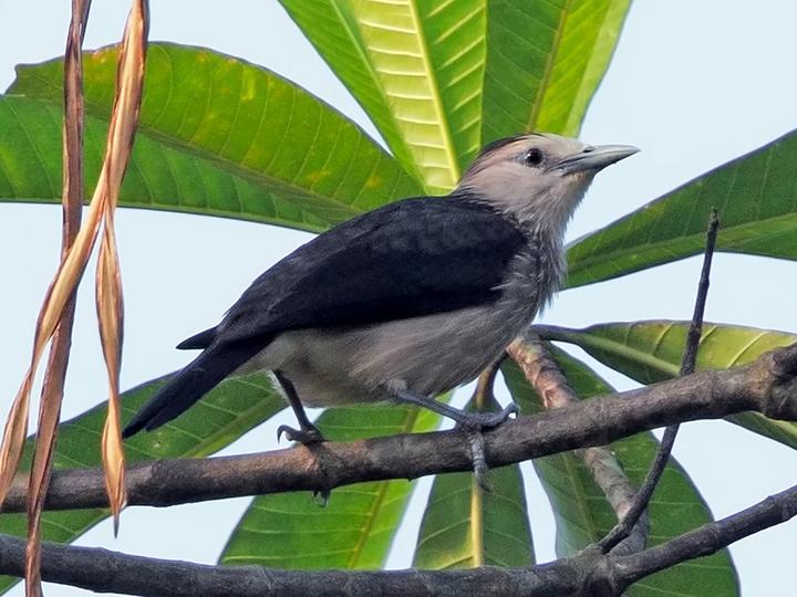White-faced Starling