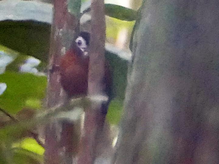 White-masked Antbird