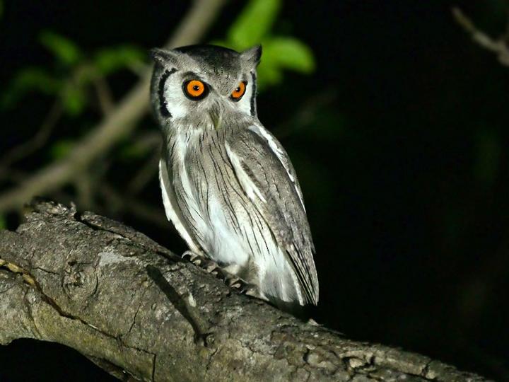 Northern White-faced Owl