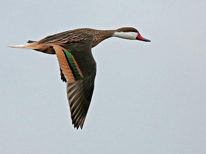 White-cheeked Pintail