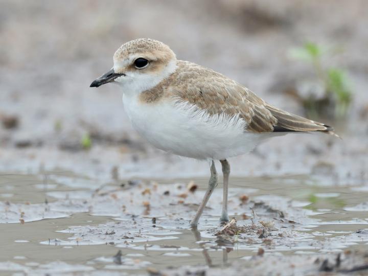 White-faced Plover