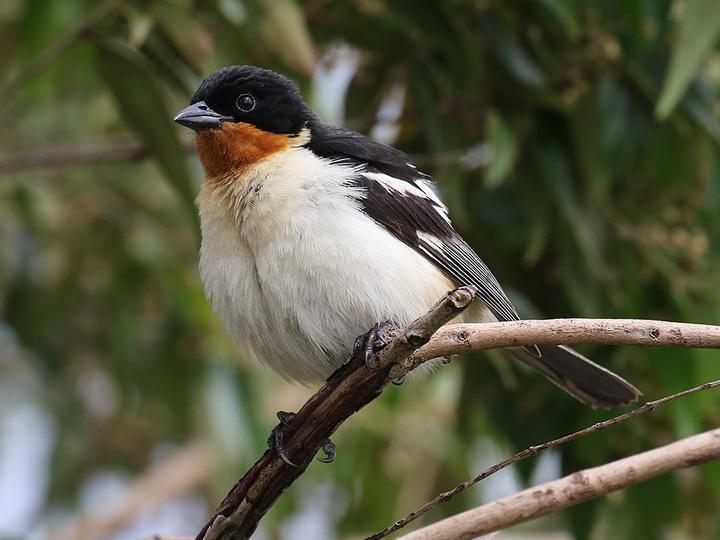 White-rumped Tanager