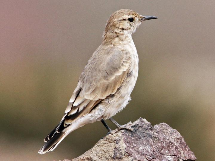 Creamy-rumped Miner