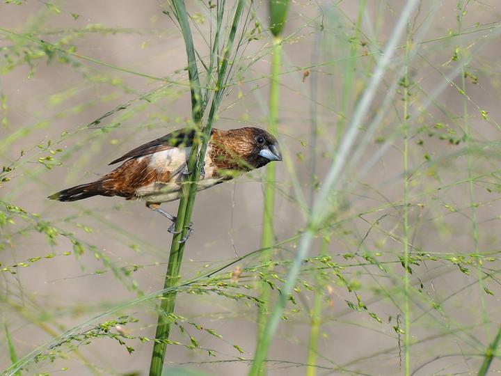 White-rumped Munia