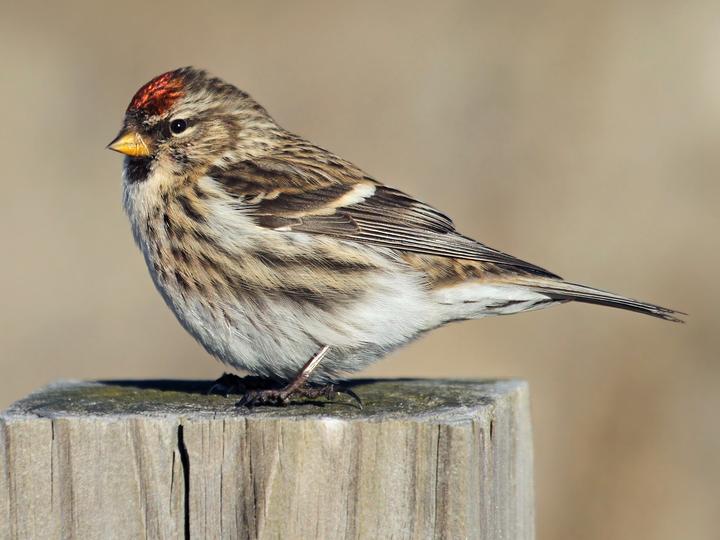 Redpoll