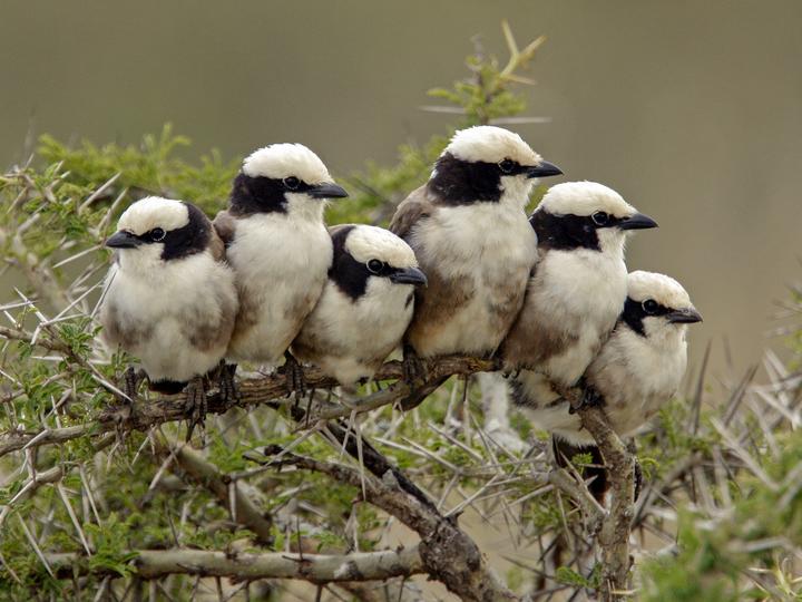 Northern White-crowned Shrike