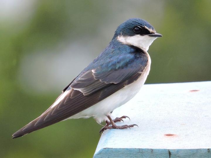 White-rumped Swallow