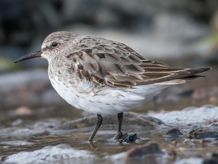White-rumped Sandpiper