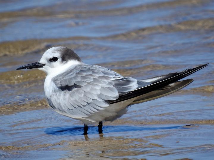 Aleutian Tern