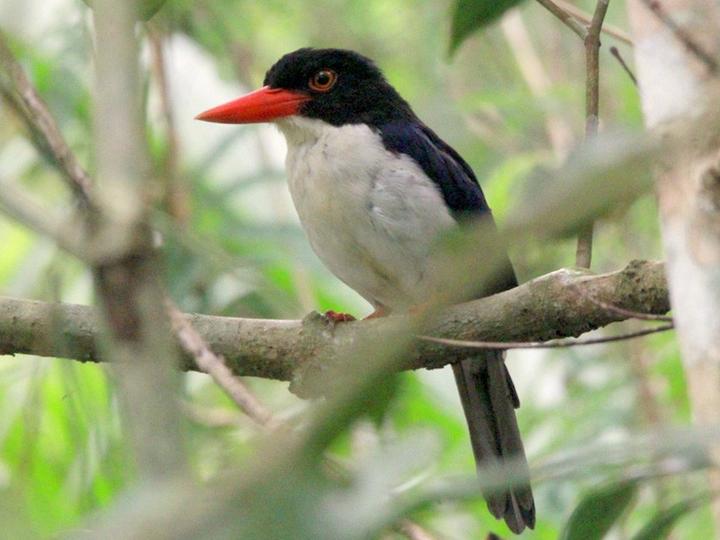 White-rumped Kingfisher