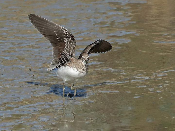 Green Sandpiper