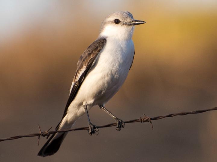White-rumped Monjita