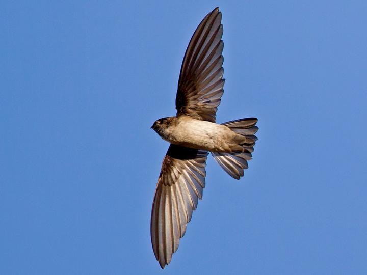 White-rumped Swiftlet